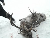 /album/pz-liska/a017-jpg1/