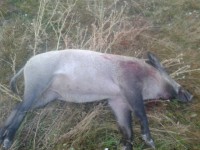 /album/pz-liska/a20130829-062404-jpg1/